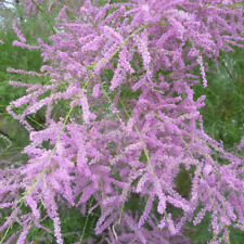 Tamarix ramosissima pink d'occasion  Pouzauges