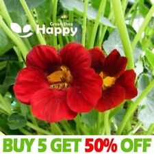 Nasturtium fiery festival for sale  DONCASTER