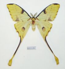 Saturniidae - Argema mimosae - African Moon Moth - male - yellow form, used for sale  Shipping to South Africa
