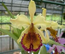Orchid orquídea Cattleya dowiana var. aurea (young plants) fragrant (9 L), usado segunda mano  Embacar hacia Spain