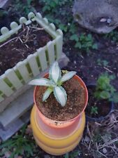 Tropictree agave mediopicta gebraucht kaufen  Rethem