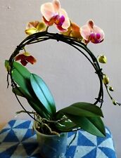 Phalaenopsis bicolour hoop for sale  SUDBURY