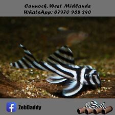 Zebdaddy l046 zebra for sale  CANNOCK