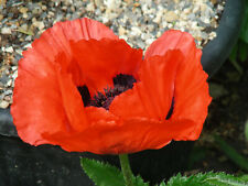 Papoula Oriental: 100+ Sementes: Papaver orientale: Laranjas comprar usado  Enviando para Brazil