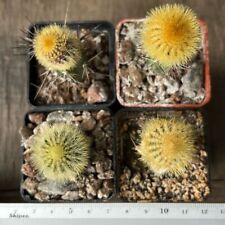 565. Uebelmannia eriocactoides, 4pcs.   (grafted) for sale  Shipping to South Africa