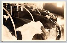Rppc cows cattle for sale  Smiths Station
