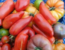 Graines tomates bio d'occasion  Bourges