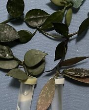 Hoya stecklinge lacunosa gebraucht kaufen  Stockstadt