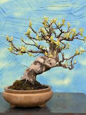 Joe bonsai quitte usato  Spedire a Italy