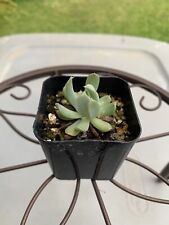 Echeveria blue swan for sale  Quincy