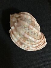 Used, Harpa Major Conoidalis, 76.00mm, Crabbed Taken, Fine Condition, Hawaii for sale  Shipping to South Africa