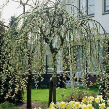 Salix kilmarnock hardy for sale  UK