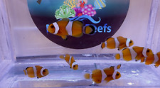 Clown fish ocellaris for sale  BANBURY