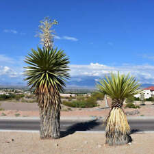 Yucca faxoniana cold for sale  Redmond
