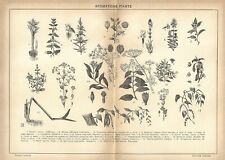 Stampa antica piante usato  Lecco