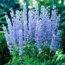 delphinium plant for sale  GAINSBOROUGH