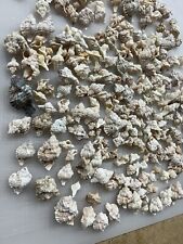 Over 250 APPLE MUREX Sea Shells Handpicked / Seashells / Craft Shells Small-med for sale  Shipping to South Africa