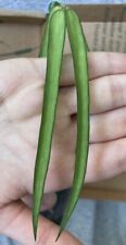 Hoya pandurata ssp for sale  LINCOLN