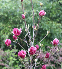 Magnolie march till gebraucht kaufen  Bad Zwischenahn