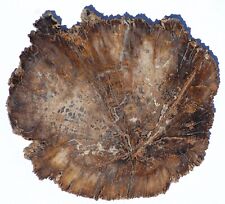 drift petrified wood for sale  Altadena