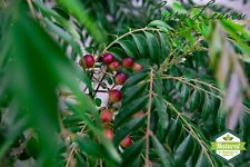 Fresh curry leaves for sale  Miami