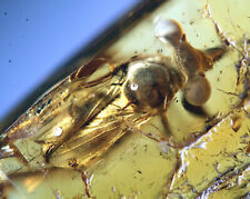 Baltic Amber Inclusion 8000 Diopsidae Extremely Rare Stalk-Eyed Fly . Museum ! na sprzedaż  PL