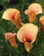 Bulb tuber zantedeschia for sale  UK