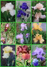 Iris plants hardy for sale  Marietta