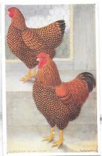 Vintage poultry postcard for sale  KEIGHLEY