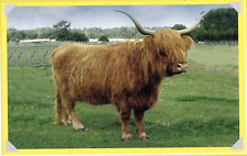 Highland cattle book for sale  COLNE