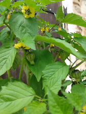 Physalis philacarpadelphica to d'occasion  La Coquille