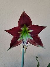 Hippeastrum mandonii hybrid- 1 bulb about 2.4 cm for sale  Shipping to South Africa
