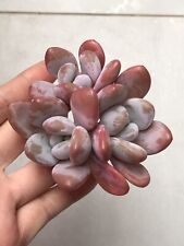 Rare succulent graptoveria for sale  Brooklyn