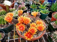 Echinopsis chamaecereus híbrido | cactus cacahuetes (15 semillas) segunda mano  Embacar hacia Mexico