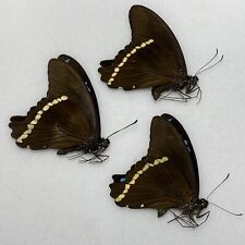Butterfly papilio species for sale  READING