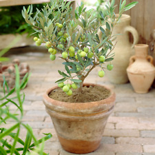 Olea europaea olive for sale  UK