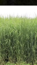 Big rock switchgrass for sale  Sioux Center