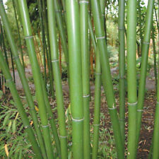 Red margin bamboo for sale  Eugene
