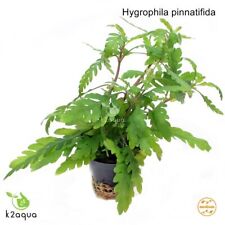 Hygrophila pinnatifida live for sale  HOUNSLOW