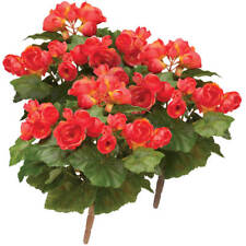 Coral begonia bush for sale  USA