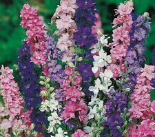 900 seeds larkspur for sale  READING