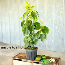 Persea americana avocado for sale  Vero Beach