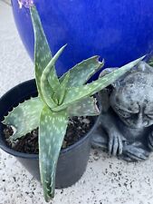 Aloe maculata medium for sale  Phoenix