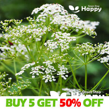 Caraway 1200 seeds for sale  DONCASTER