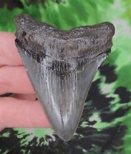 3 28 shark tooth fossil for sale  Bloomsburg