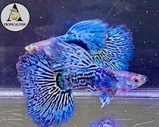 Trio blue dragon for sale  Houston