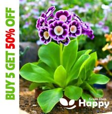 Primrose auricula 150 for sale  DONCASTER