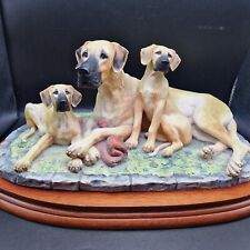 Great dane pups for sale  ROWLANDS GILL