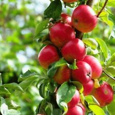 Używany, Jabłoń Alwa drzewo owocowe jabłko 80cm / 140cm na sprzedaż  PL
