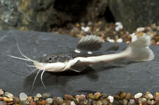 Used, Juvenile Red Tailed Catfish Phractocephalus Hemioliopterus 4cm for sale  HAYWARDS HEATH